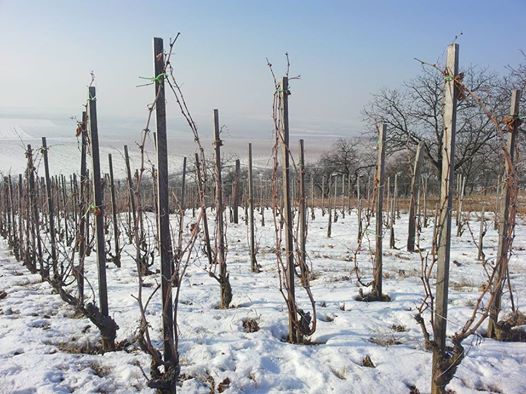 Jak se krotí&nbsp;liána