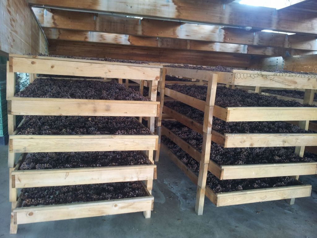 hrozny-jsou-zavesene-ve-vetranem-prostoru