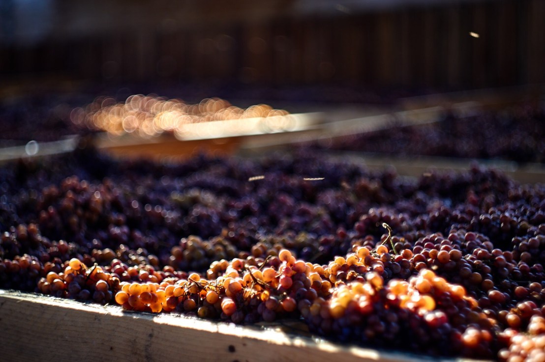 Slámovka bez slámy. Aneb jak na Sonberku vzniká sklepmistrova&nbsp;specialita