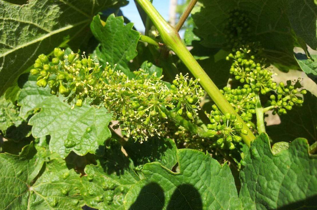 O tom, že réva nekvete v květnu a také hrozny mohou dostat&nbsp;úžeh