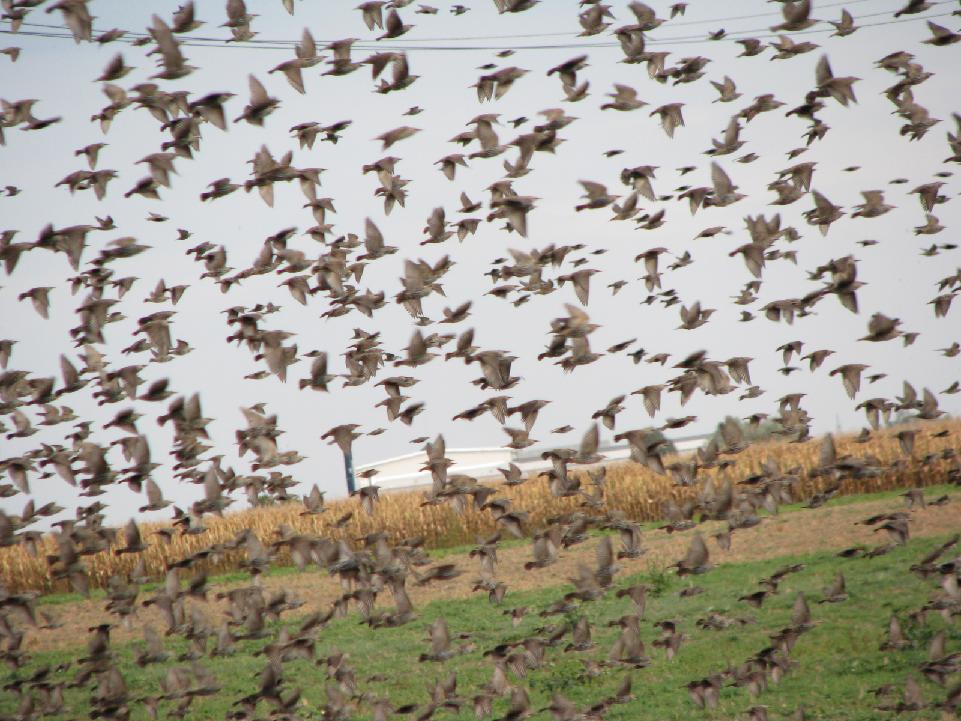 O mrazech, plísních, špačcích a jiných vinařských&nbsp;běsech
