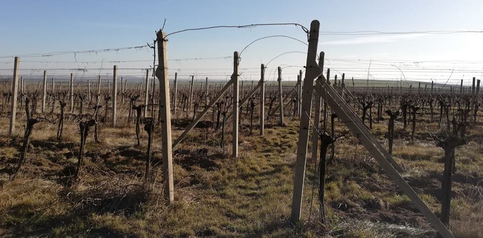 První den u Loigiho: stříhací pokusy na havranickém vinohradu i prohlídka obou&nbsp;sklepů