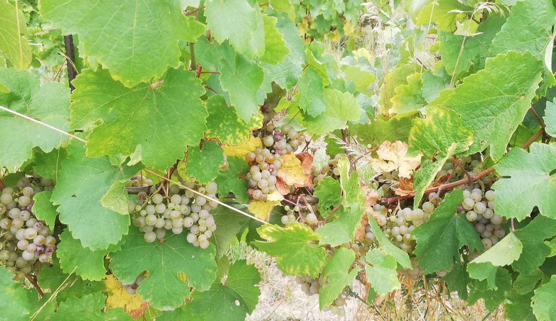 Loigi – špačci: pro letošek&nbsp;1:0